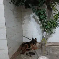 توله سگ ژرمن