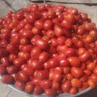 استخدام نیروی کار میوه فروشی|استخدام خدمات فروشگاه و رستوران|حمیدیا, |دیوار