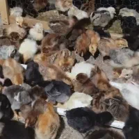 جوجه ۱ تا ۲۰ روره|حیوانات مزرعه|بابل, |دیوار