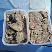 خرید وفروش عسل خشک