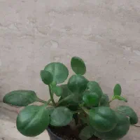 گل و گلدان|گل و گیاه طبیعی|تهران, آزادشهر|دیوار