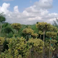 یاس هلندی سبز زمینی و ابلق گلدون۴۵