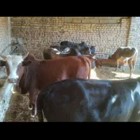 گوساله نر به فروش میرسد