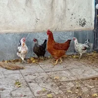 مرغ و بوقلمون|پرنده|اردبیل, |دیوار