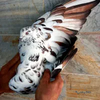 ۱۲عددکفترباغ