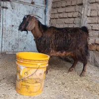 فروش بز شب یلدا چاق چاق