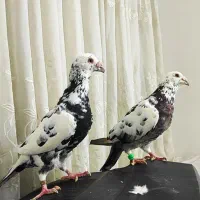 سوسکی بزک کرمونی المانی