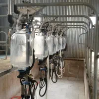 گاوداری 100 راسی شیری