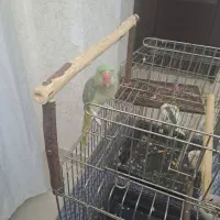 شاه طوطی وعروس هلندی باقفس