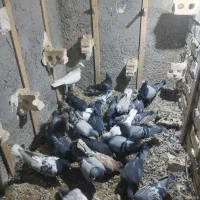26تاکفتر یکدست بوم همه نر پرشی بشرط|پرنده|گلبهار, شهر جدید گلبهار|دیوار