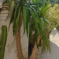 یوکا|گل و گیاه طبیعی|رشت, آتشگاه|دیوار