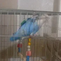 طوطی برزیلی|پرنده|قرچک, شهرک طلائیه|دیوار