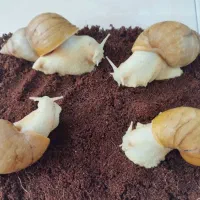 فروشگاه حلزون و ملزومات نگهداری|خزنده|کرج, اتحاد|دیوار