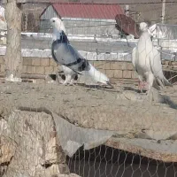 کبوتر کاشان