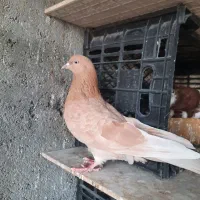 کبوتر پرشی|حراج|بندرعباس, |دیوار