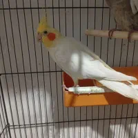 عروس هلندی نر کارداده