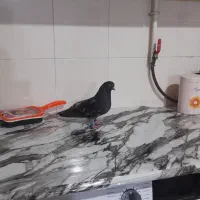۳ عدد کبوتر خوب معاویه با فنچ