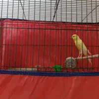 پرنده قناری