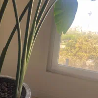 نیازمند به نظافت کار درمنزل