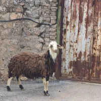 بره قوچ نه ماهه