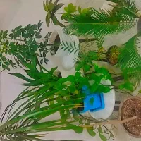 گل آپارتمانی