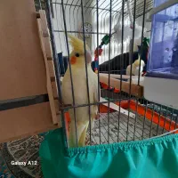 یه جفت عروس هلندی دستی