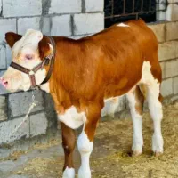 جنس درجه یک|حیوانات مزرعه|شمشک, |دیوار