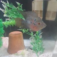 فلاور و گورخری|ماهی|بندرعباس, |دیوار