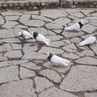 کفتر|پرنده|جوکار, |دیوار