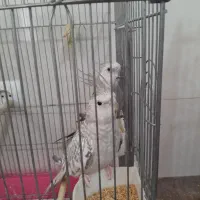 عروس هلندی دستی سخنگو