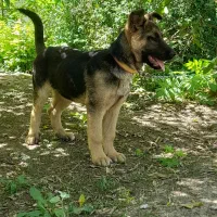 توله ژرمن نگهبان