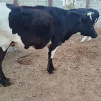 سلام گاو 4ماه آبستن نژاد شیری فروشی