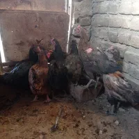 مرغ|حیوانات مزرعه|گناباد, |دیوار