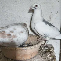 یه جفت کبوترآلمانی