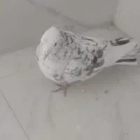 هفت رنگ کاکلی نربه شرط پرش|پرنده|سبزوار, قصبه شرقی|دیوار