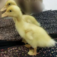 جوجه اردک های یک ماهه
