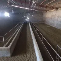 فروش دامداری ودامپروری|فروش دفتر صنعتی، کشاورزی، تجاری|صمصامی, |دیوار