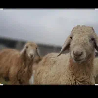 یک نفر چراندن گوسفند نیازمندیم