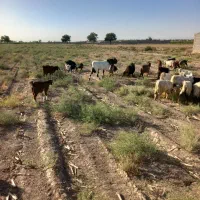 نر بزه پاکستانی یک سال و پنج ماه|حیوانات مزرعه|مشهد, شهرک صنعتی مشهد|دیوار