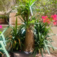 یوکا تنه دار بزرگ سن و سال دار