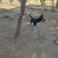 سگ نگهبان 2 تومن|سگ|فاریاب, |دیوار