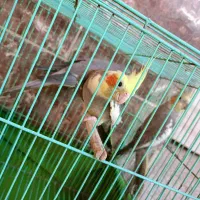 4عدد عروس هلندی بالغ با قفس|پرنده|اهرم, |دیوار