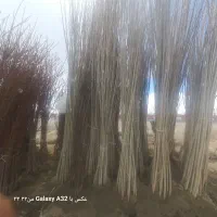 فروش عمده صنوبر و کبوده مستقیم از تولیدی