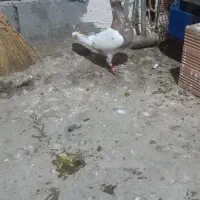 کبوتر کارل