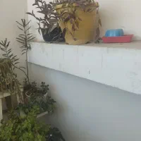 تبلت گل|تبلت|مشهد, جانباز|دیوار