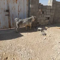 حیوانات|حیوانات مزرعه|جنت, |دیوار