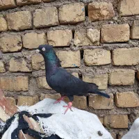 کفتر زاغ|پرنده|بازفت, |دیوار