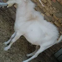 تکه سانن