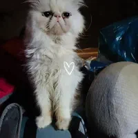 گربه پرشین و اسکاتیش|گربه|ساری, |دیوار