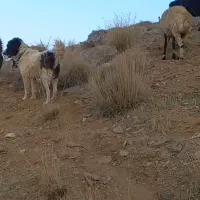 دوتا سگ گله ای|سگ|چادگان, |دیوار